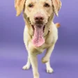 Sample dog photo