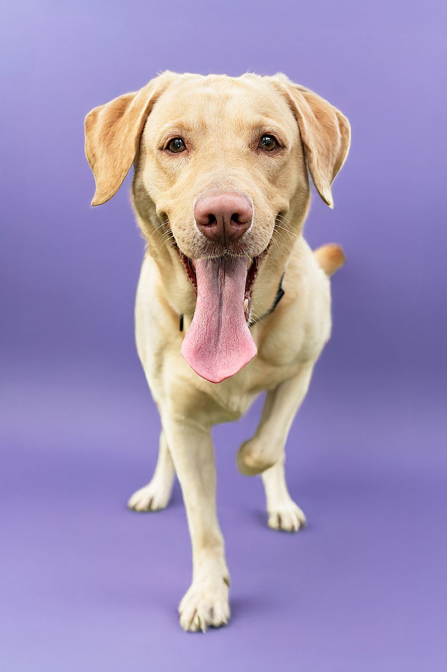 Sample dog photo