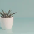 Sample plant photo