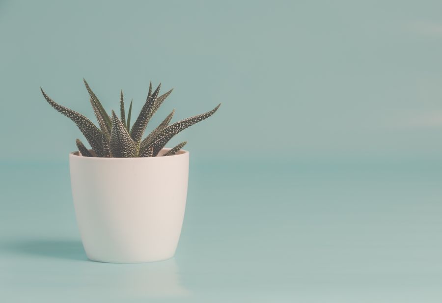 Sample plant photo